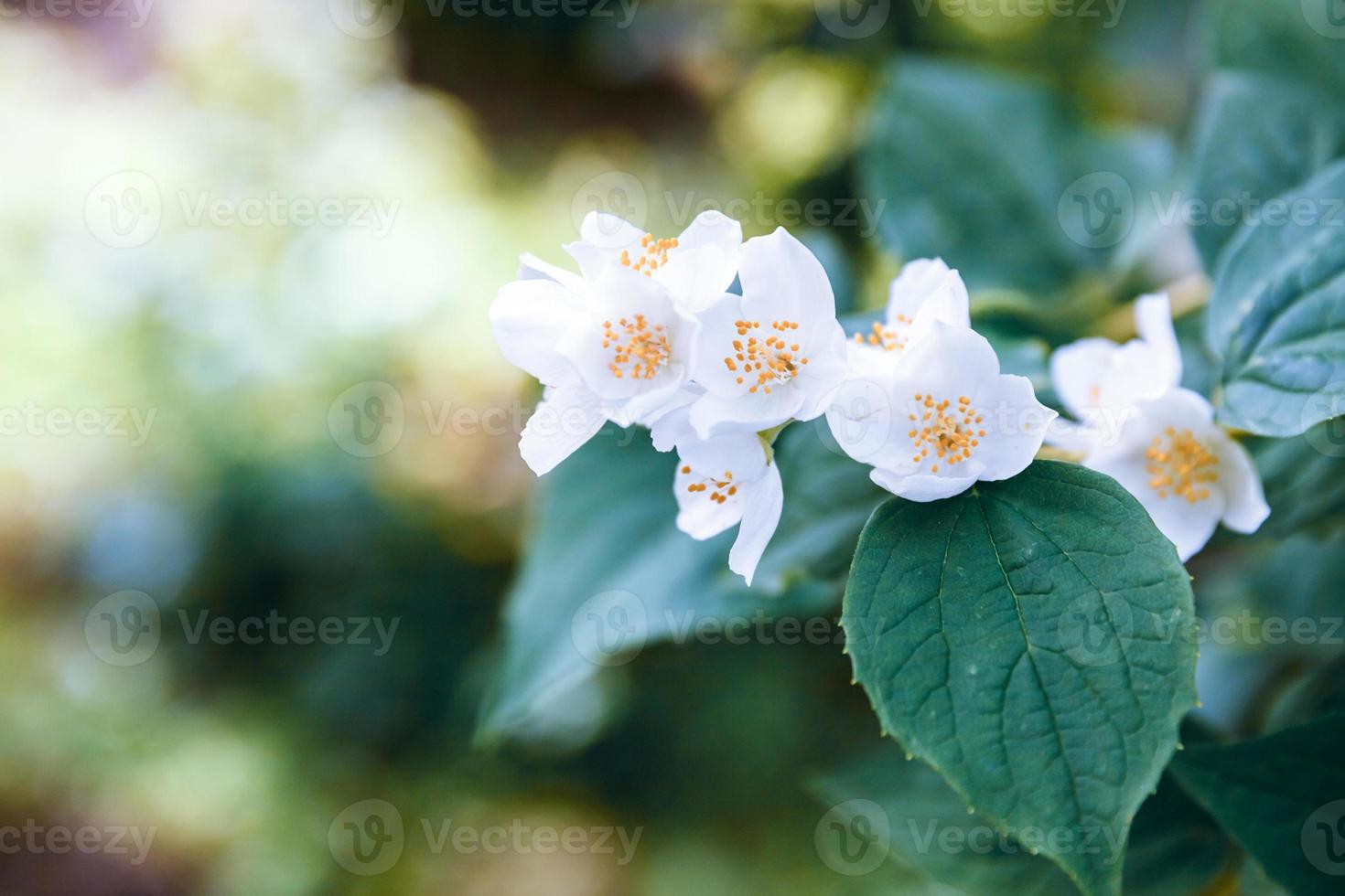 bellissimi fiori di gelsomino bianco in primavera. sfondo con cespuglio di gelsomino fiorito. giardino o parco di fioritura primaverile floreale naturale ispiratore. disegno artistico floreale. concetto di aromaterapia. foto