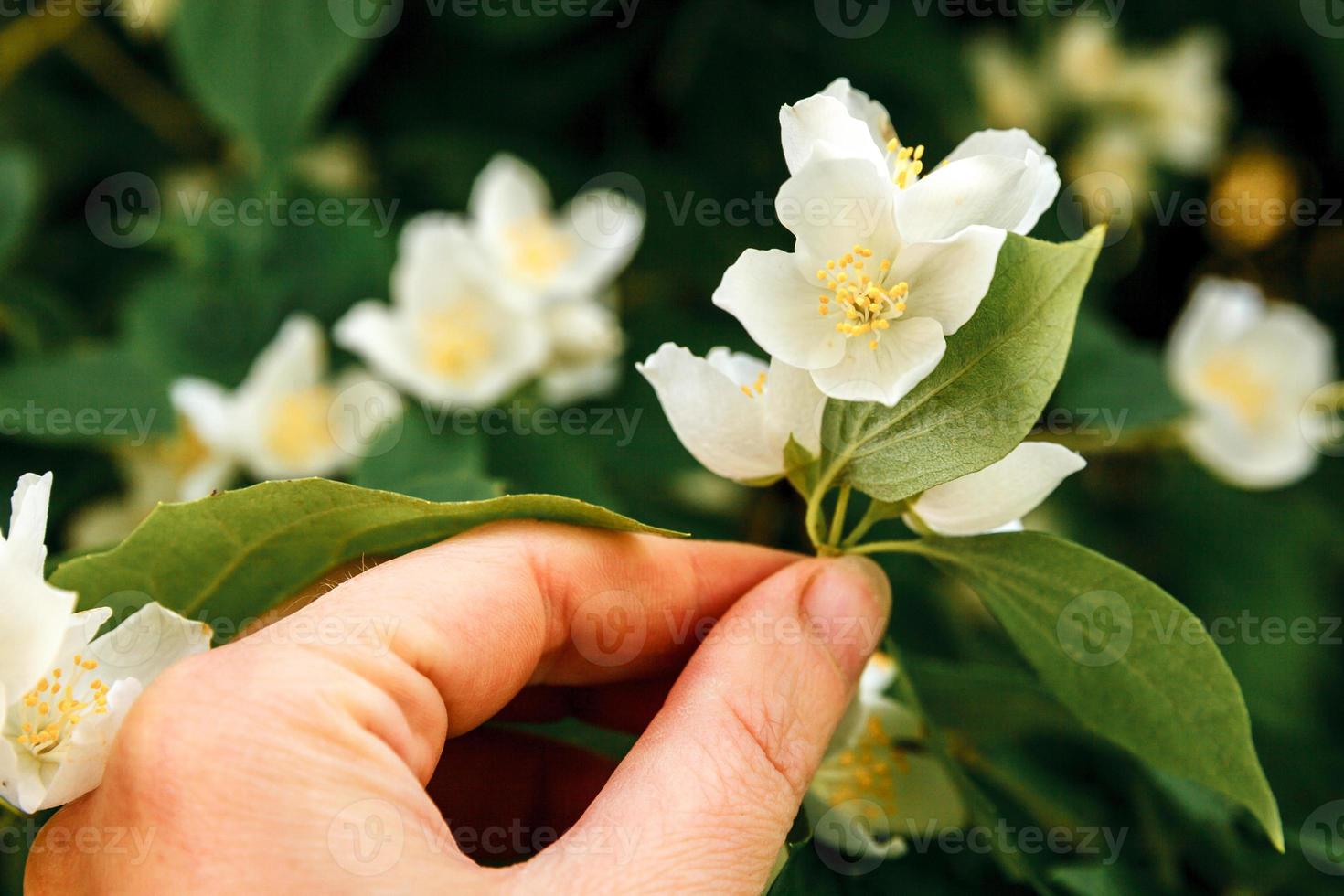 donna che raccoglie fiori di gelsomino bianchi a mano in primavera. sfondo con cespuglio di gelsomino fiorito. giardino o parco di fioritura primaverile floreale naturale ispiratore. disegno artistico floreale. concetto di aromaterapia. foto