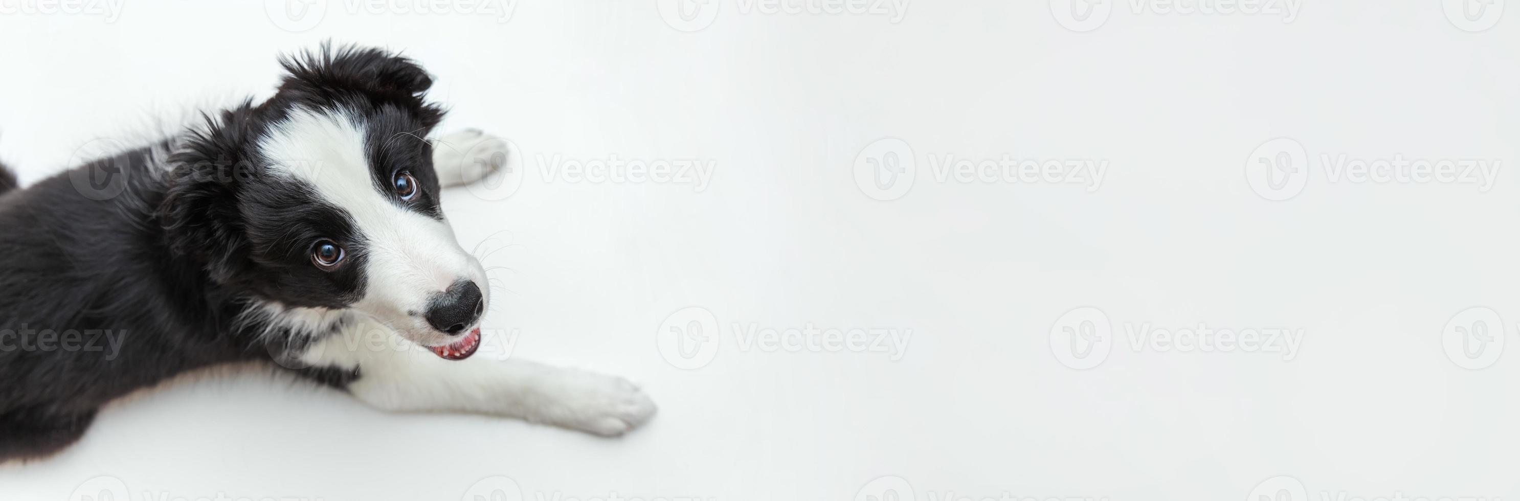 divertente ritratto in studio di carino smilling cucciolo di cane border collie isolato su sfondo bianco. concetto di cura degli animali e animali. striscione foto