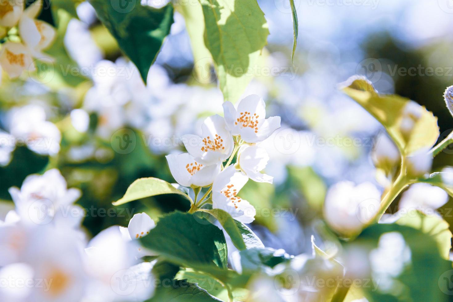 bellissimi fiori di gelsomino bianco in primavera. sfondo con cespuglio di gelsomino fiorito. giardino o parco di fioritura primaverile floreale naturale ispiratore. disegno artistico floreale. concetto di aromaterapia. foto