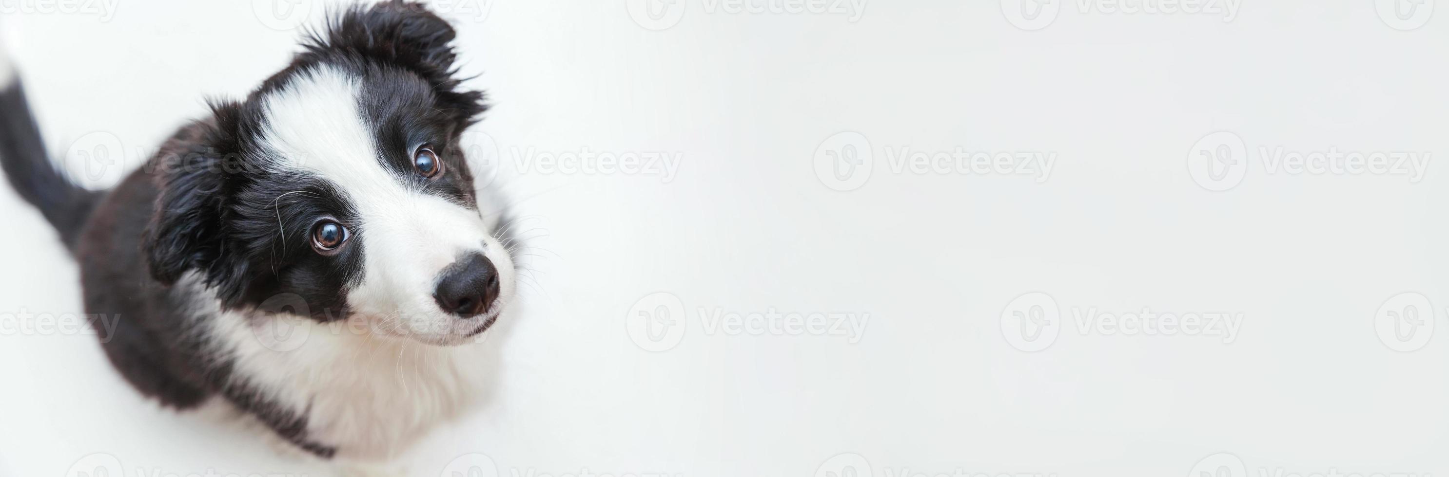 divertente ritratto in studio di carino smilling cucciolo di cane border collie isolato su sfondo bianco. concetto di cura degli animali e animali. striscione foto