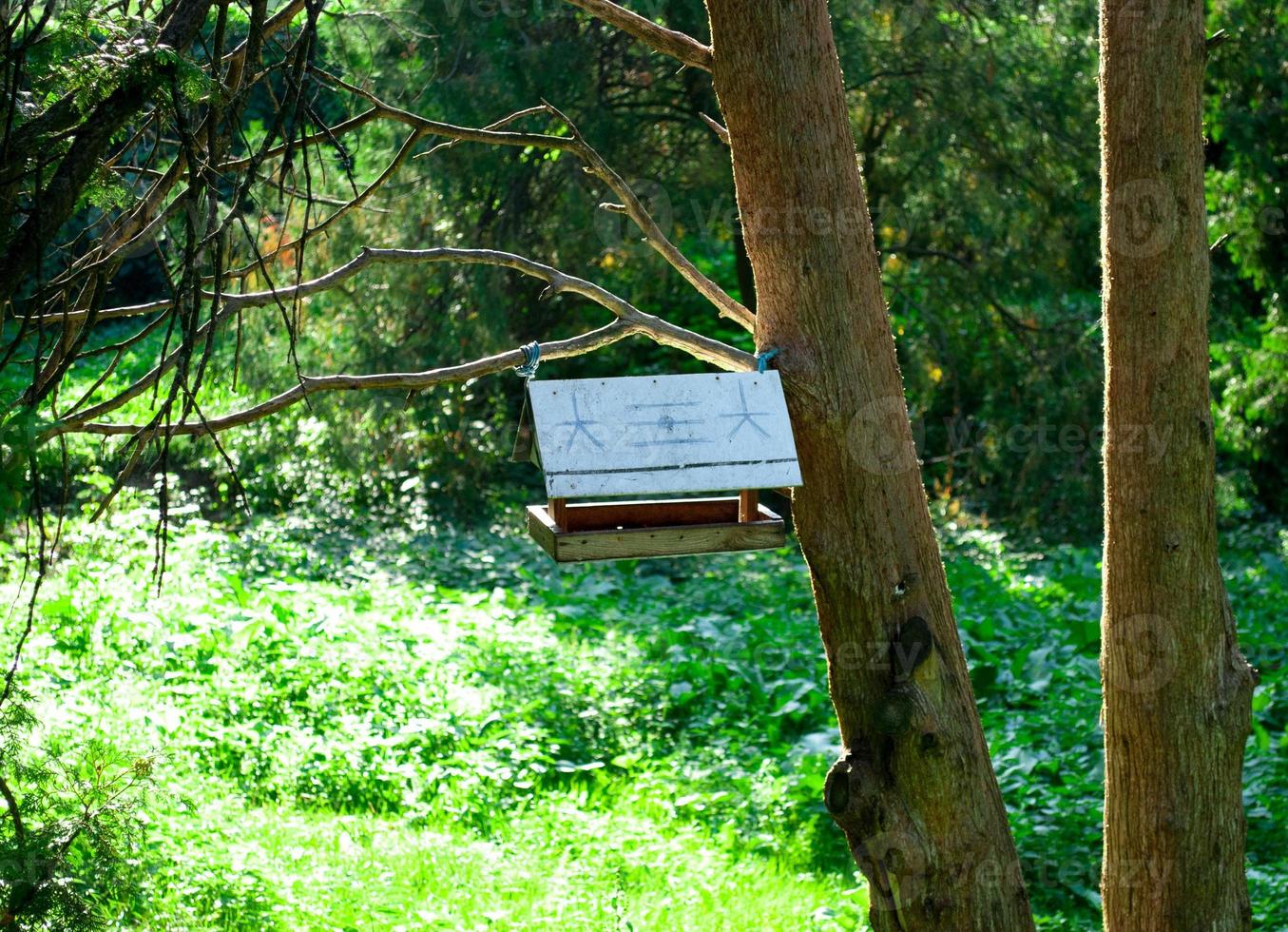 Birdhouse nel bosco su un albero in una giornata di sole foto