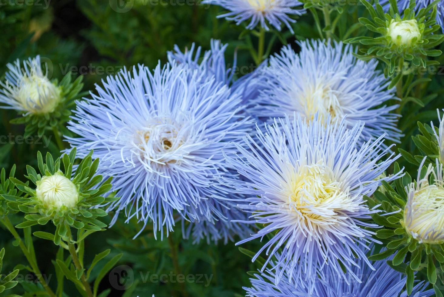 fiori blu su sfondo verde da foglie in estate con tempo soleggiato all'aperto foto