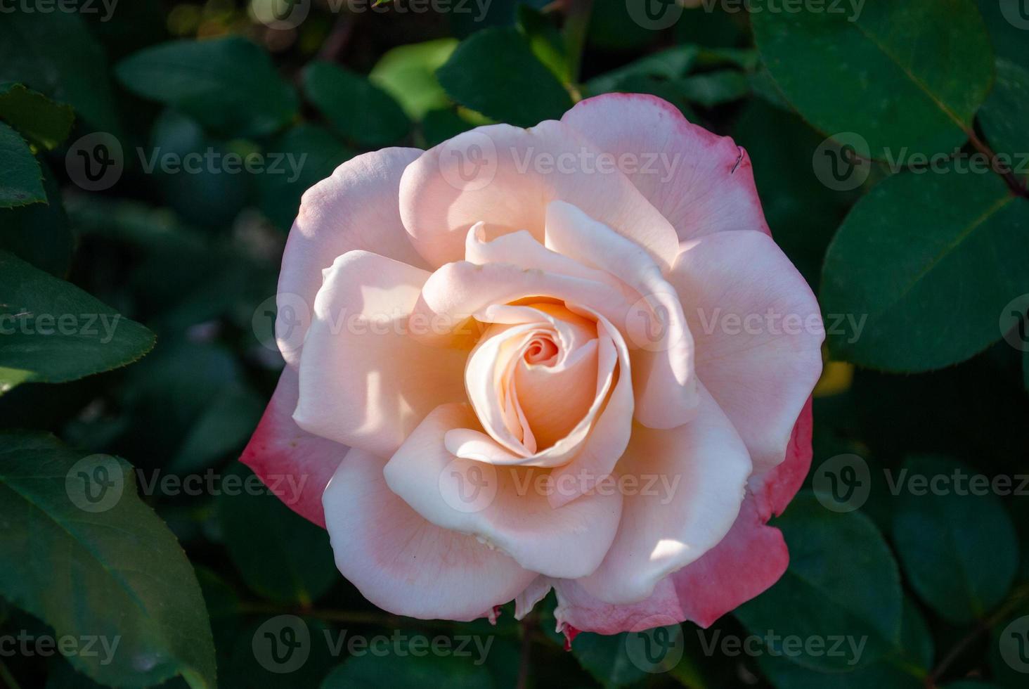 tenera grande rosa su sfondo scuro nel giardino foto