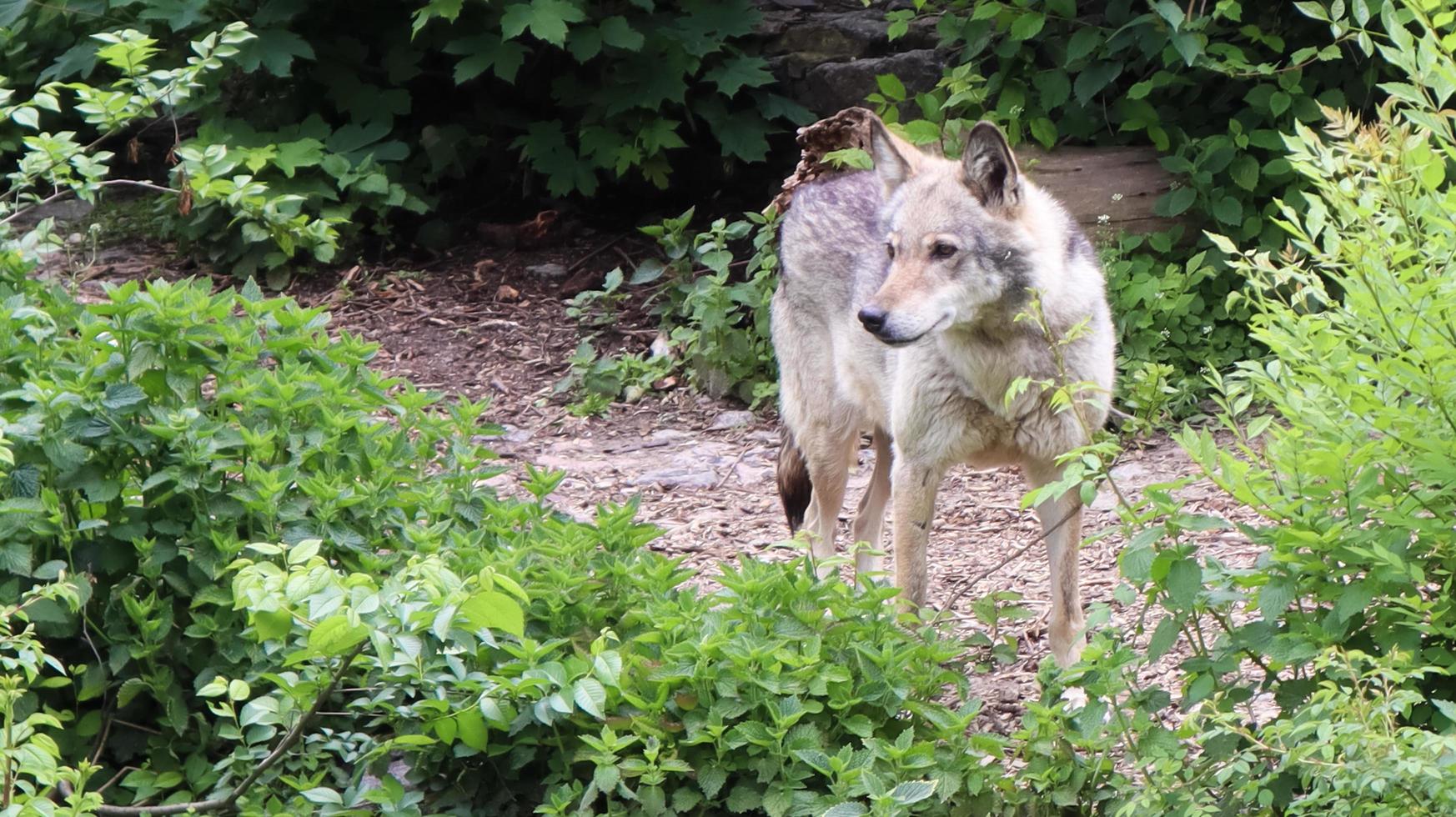 lupo grigio della foresta solitario in piedi tra alberi verdi e cespugli. foto