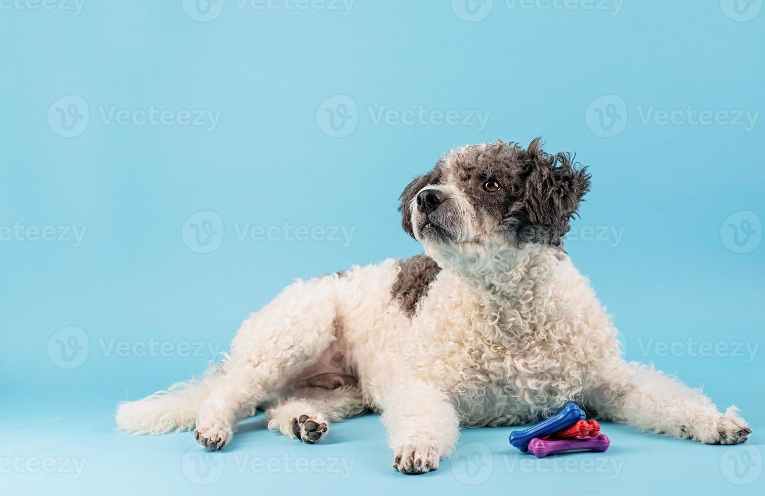 ritratto di cane carino di razza mista su sfondo blu foto