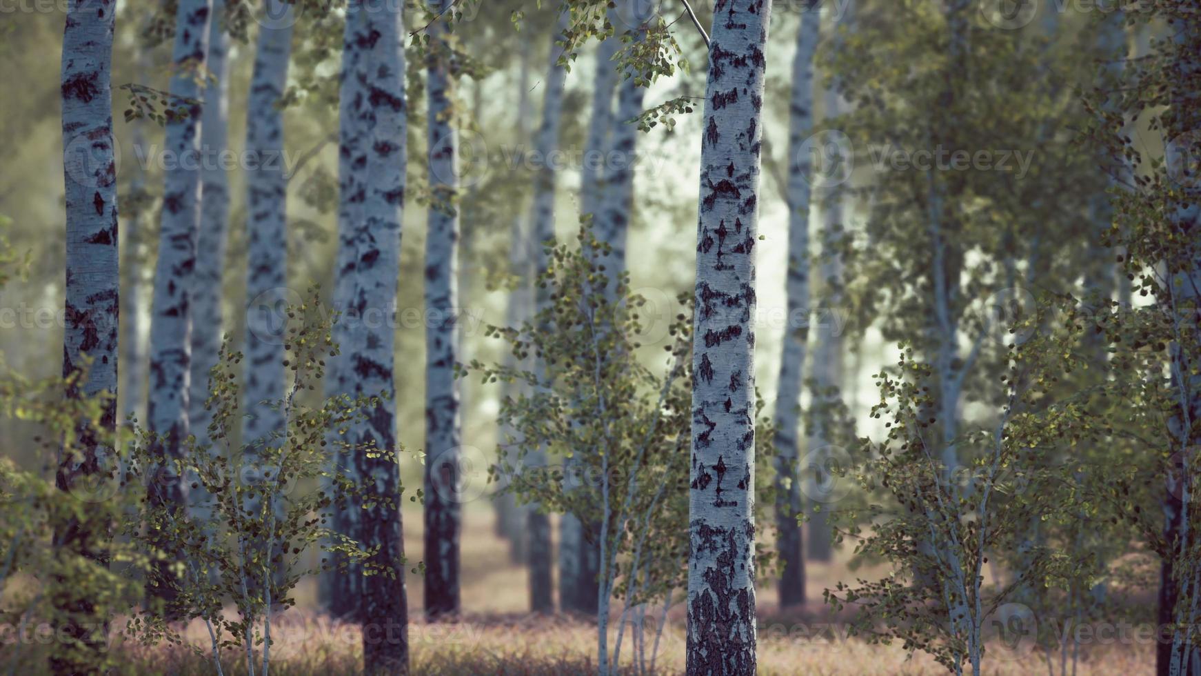 bosco di betulle al sole del mattino foto