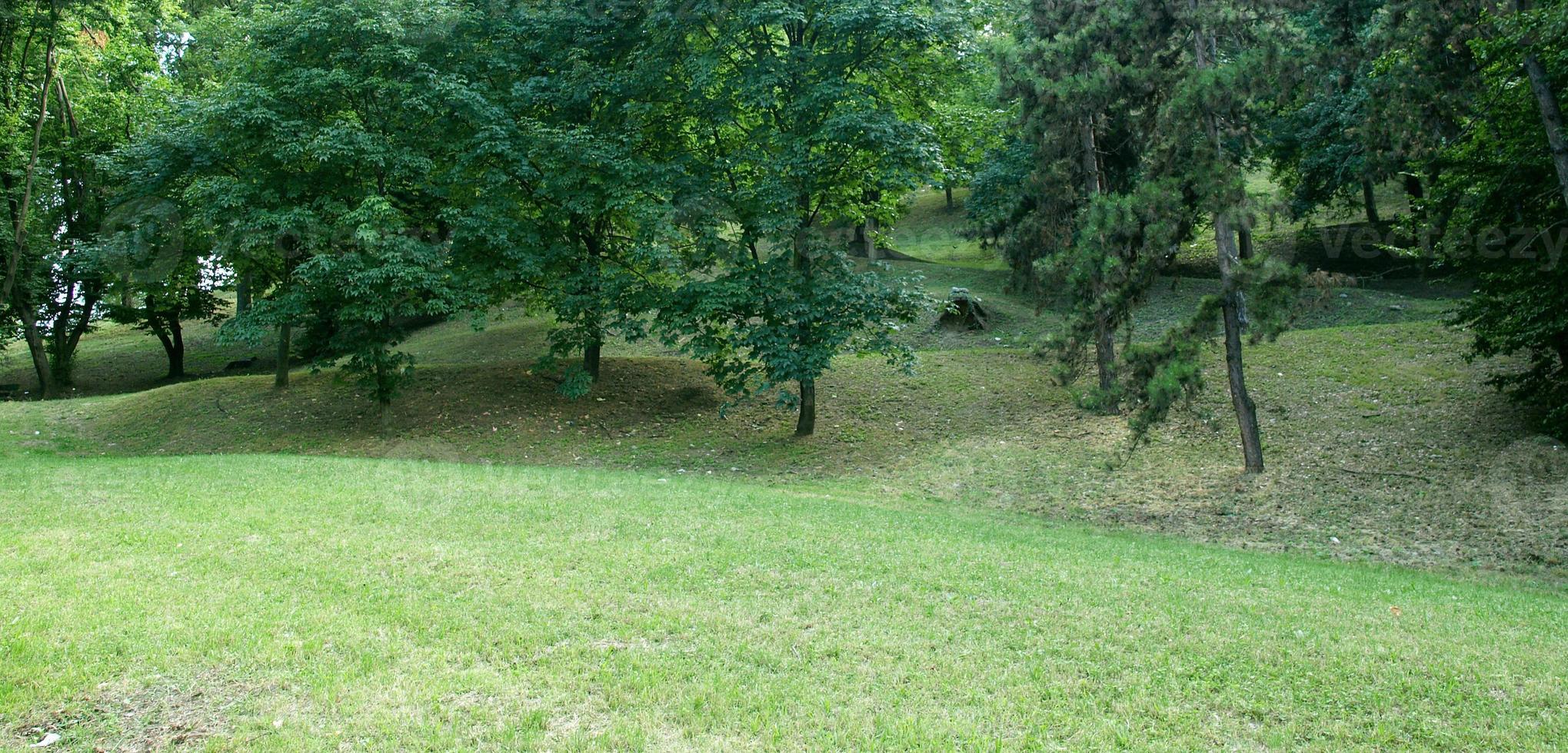 alberi del parco urbano foto