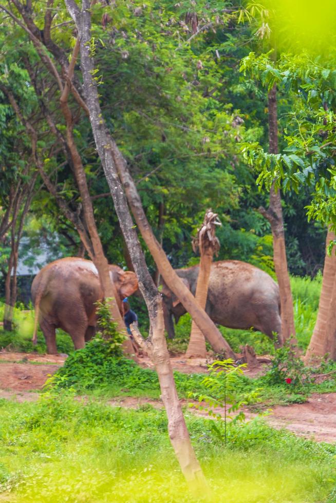 elefanti asiatici per cavalcare il parco della foresta pluviale tropicale koh samui thailand. foto