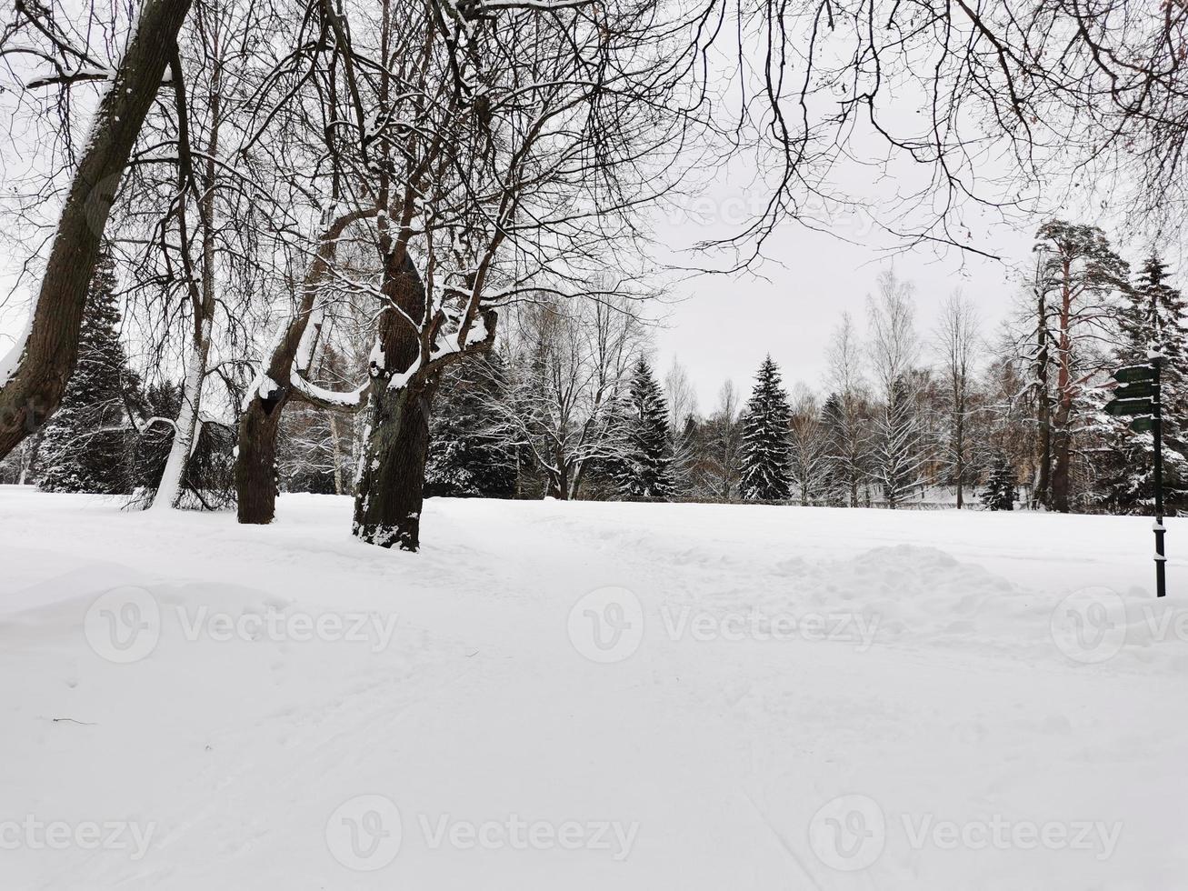 inverno nel parco pavlovsky neve bianca e alberi freddi foto