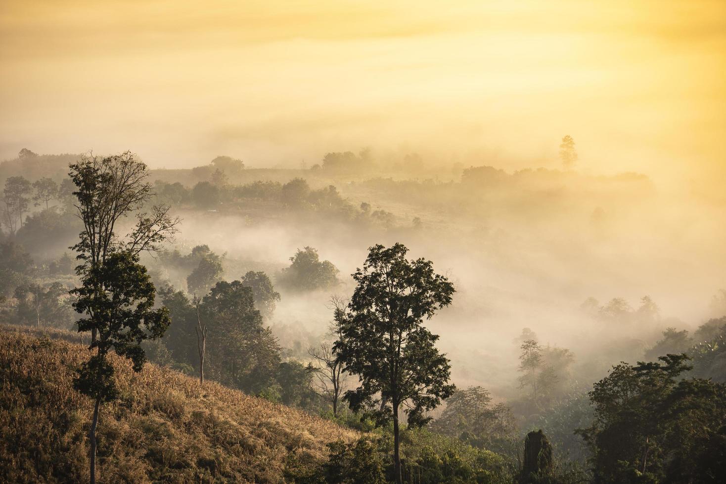 paesaggio nebbioso foresta al mattino bella alba nebbia copertura montagna sfondo in campagna inverno. foto