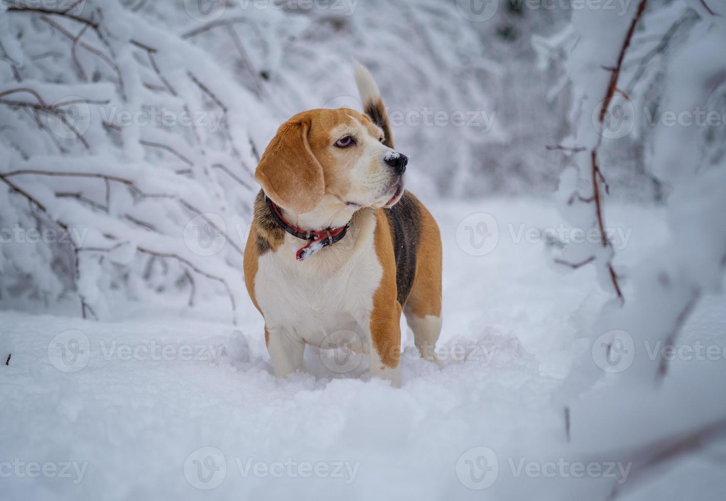 ritratto di un cane beagle per una passeggiata in un parco invernale innevato foto