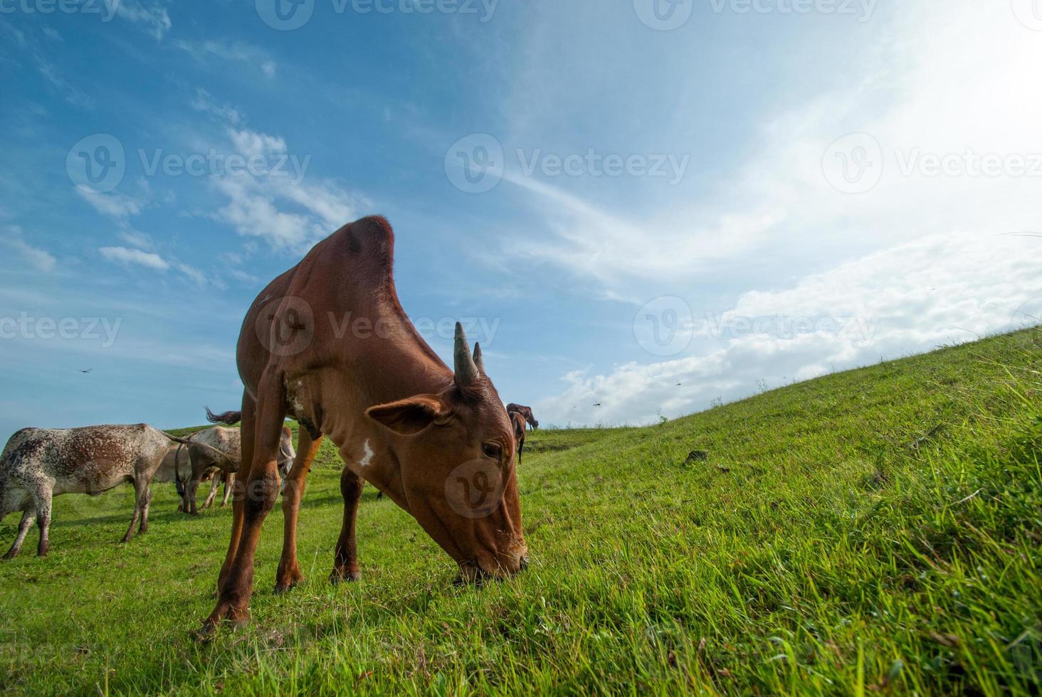 mucche al pascolo su un campo di erba lussureggiante foto