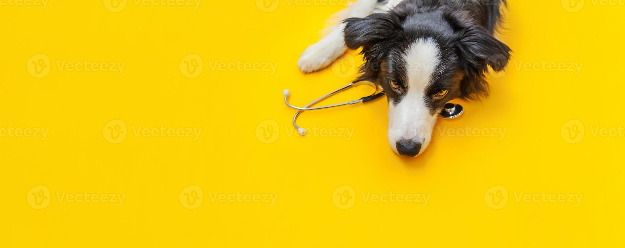 cucciolo di cane border collie e stetoscopio isolato su sfondo giallo. cagnolino alla reception presso il medico veterinario in clinica veterinaria. banner di concetto di assistenza sanitaria e animali per animali domestici foto