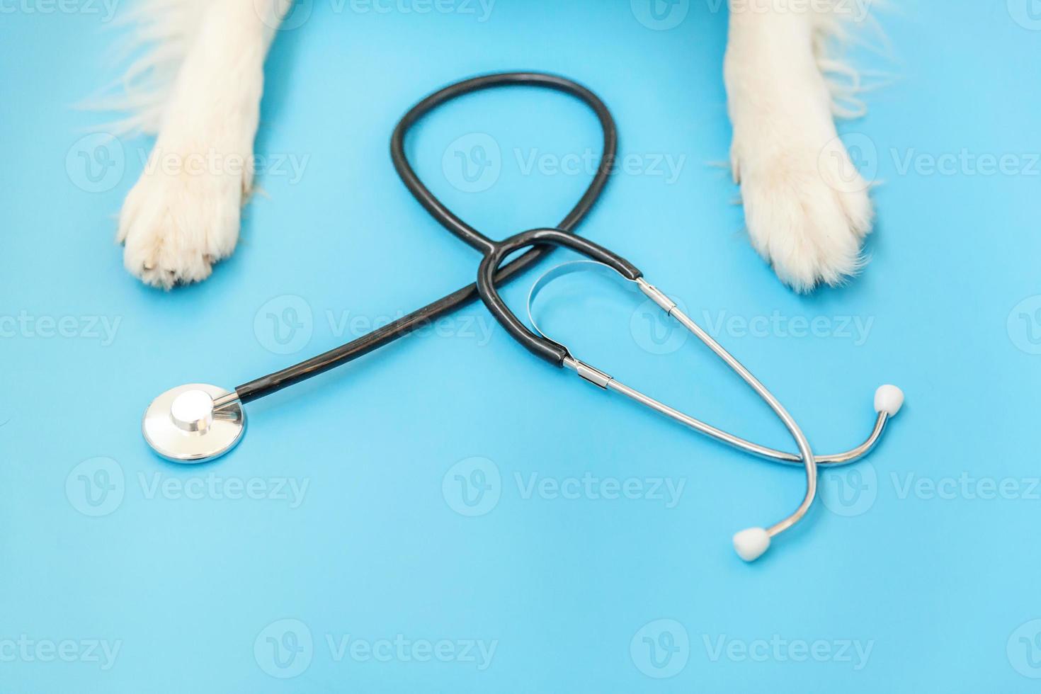 cucciolo di cane border collie zampe e stetoscopio isolati su sfondo blu. cagnolino alla reception presso il medico veterinario in clinica veterinaria. concetto di assistenza sanitaria e animali per animali domestici foto