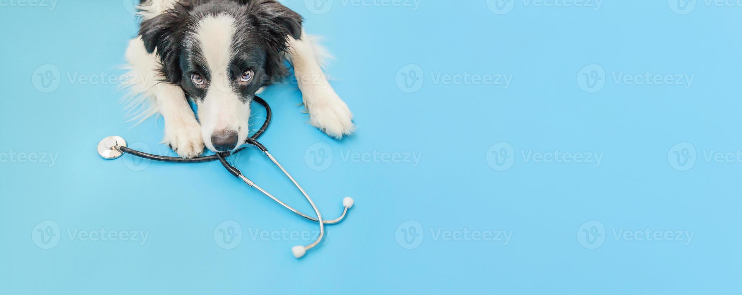 cucciolo di cane border collie e stetoscopio isolato su sfondo blu. cagnolino alla reception presso il medico veterinario in clinica veterinaria. banner di concetto di assistenza sanitaria e animali per animali domestici foto