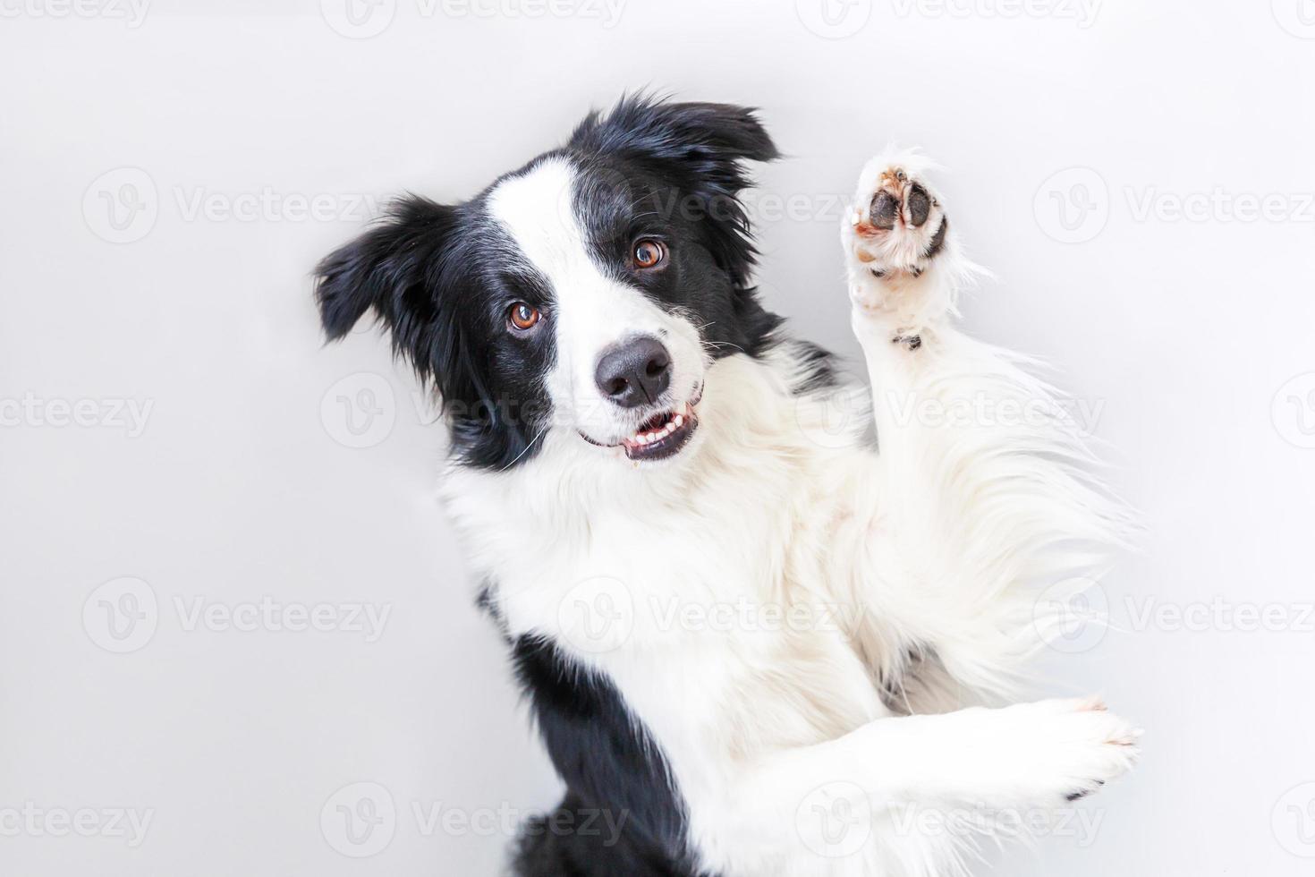 divertente ritratto in studio di simpatico cucciolo sorridente cane border collie isolato su sfondo bianco. nuovo adorabile membro della famiglia cagnolino che guarda e aspetta la ricompensa. concetto di vita degli animali domestici divertenti. foto