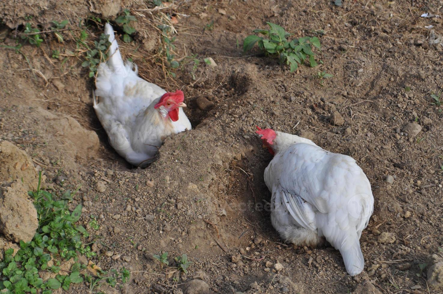 gallina animale di classe aves uccelli foto