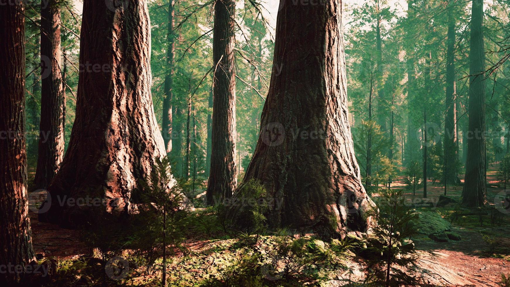 sequoie giganti nel boschetto gigante della foresta nel parco nazionale delle sequoie foto