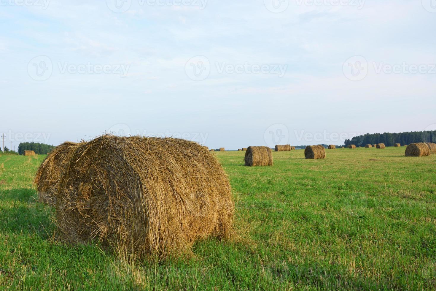 fieno. rotoli di fieno giacciono sul campo. foto