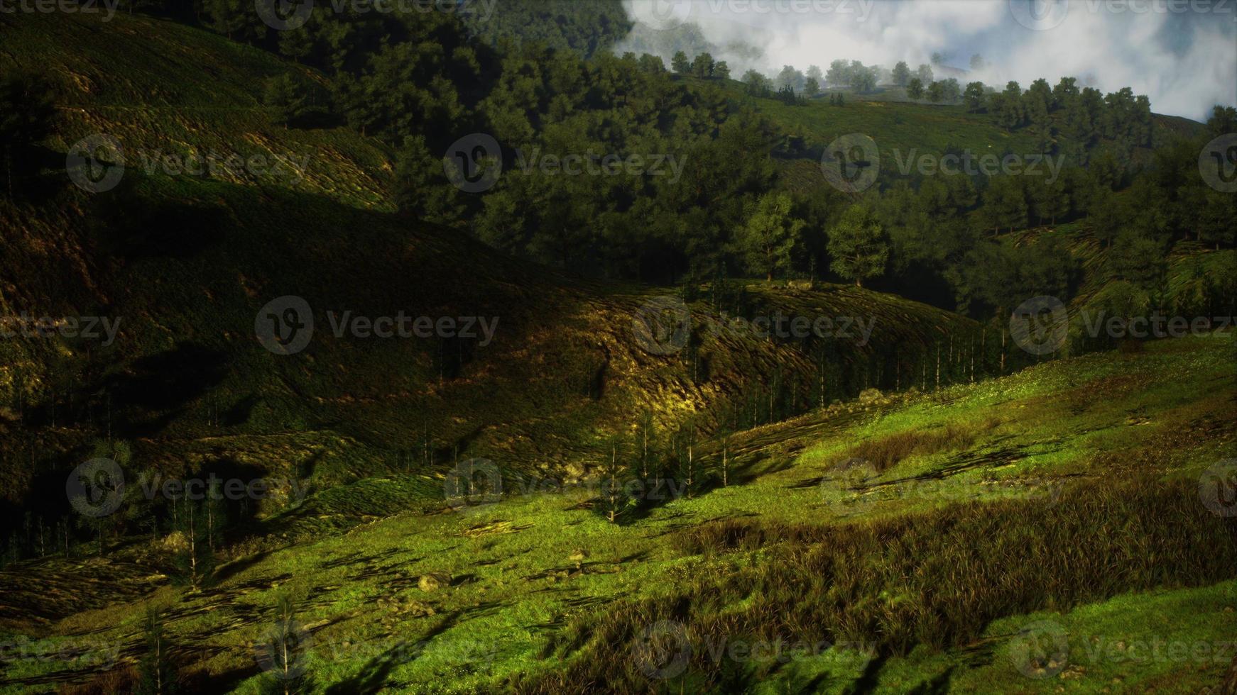 foresta autunnale su verdi colline rocciose foto