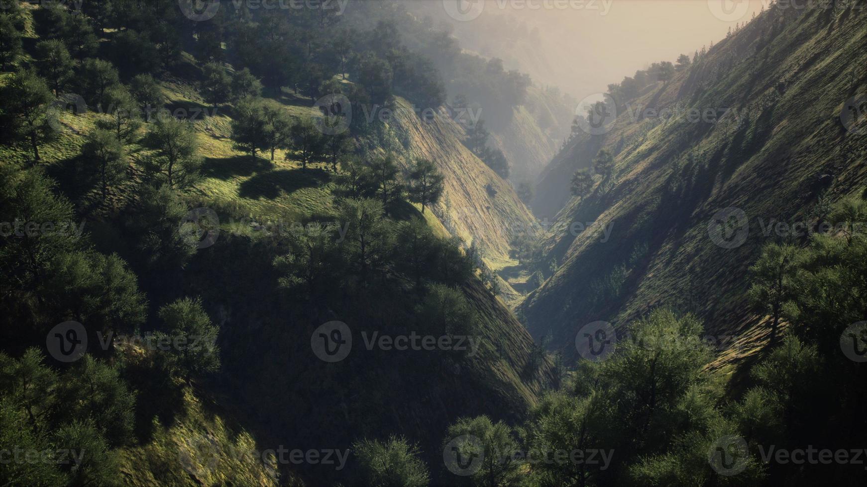 alberi verdi in canyon al tramonto con nebbia foto