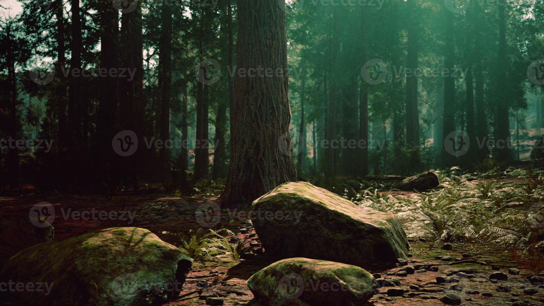 sequoie giganti nel boschetto gigante della foresta nel parco nazionale delle sequoie foto