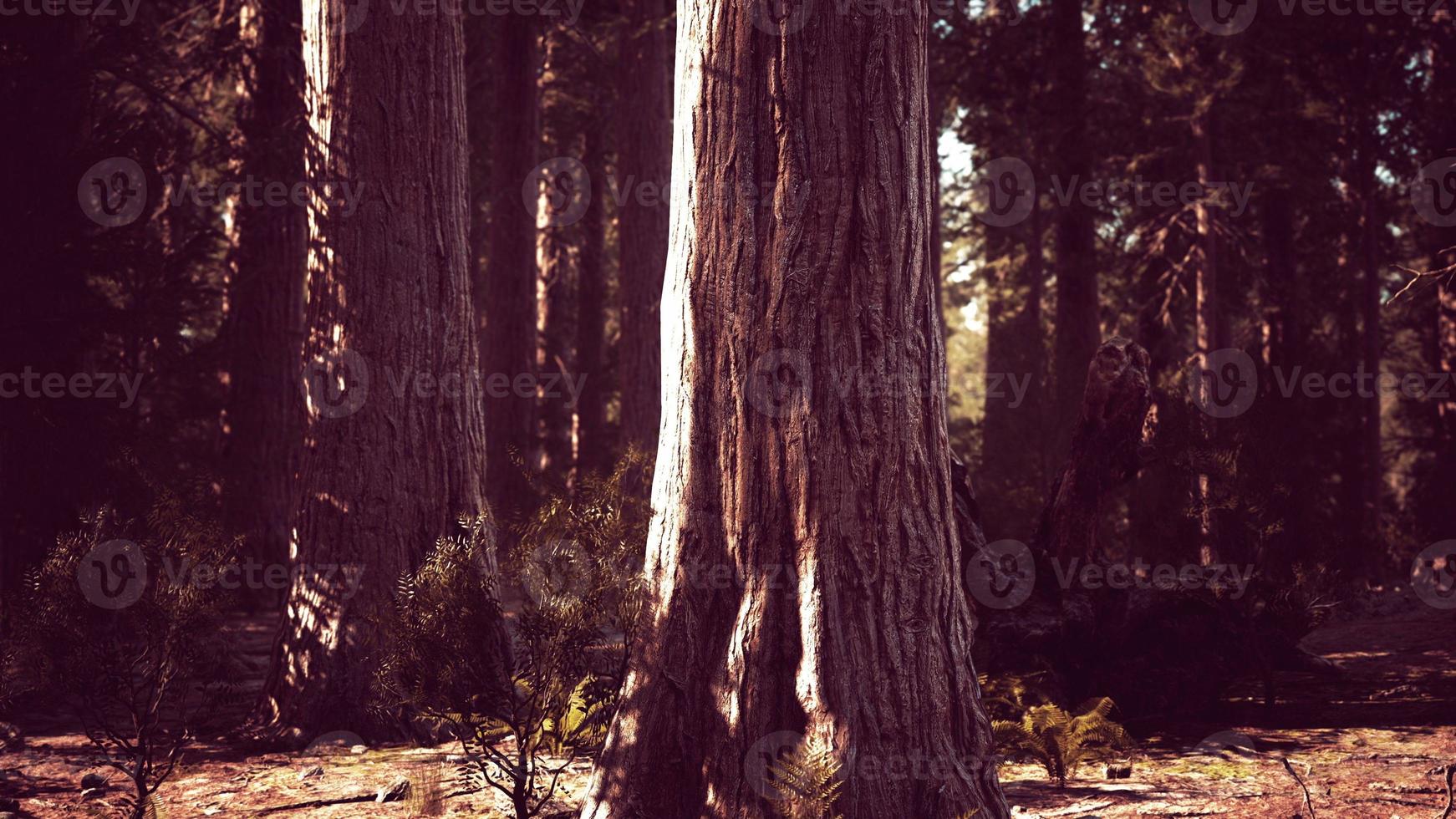 foresta di sequoie giganti del parco nazionale di sequoia nelle montagne della california foto