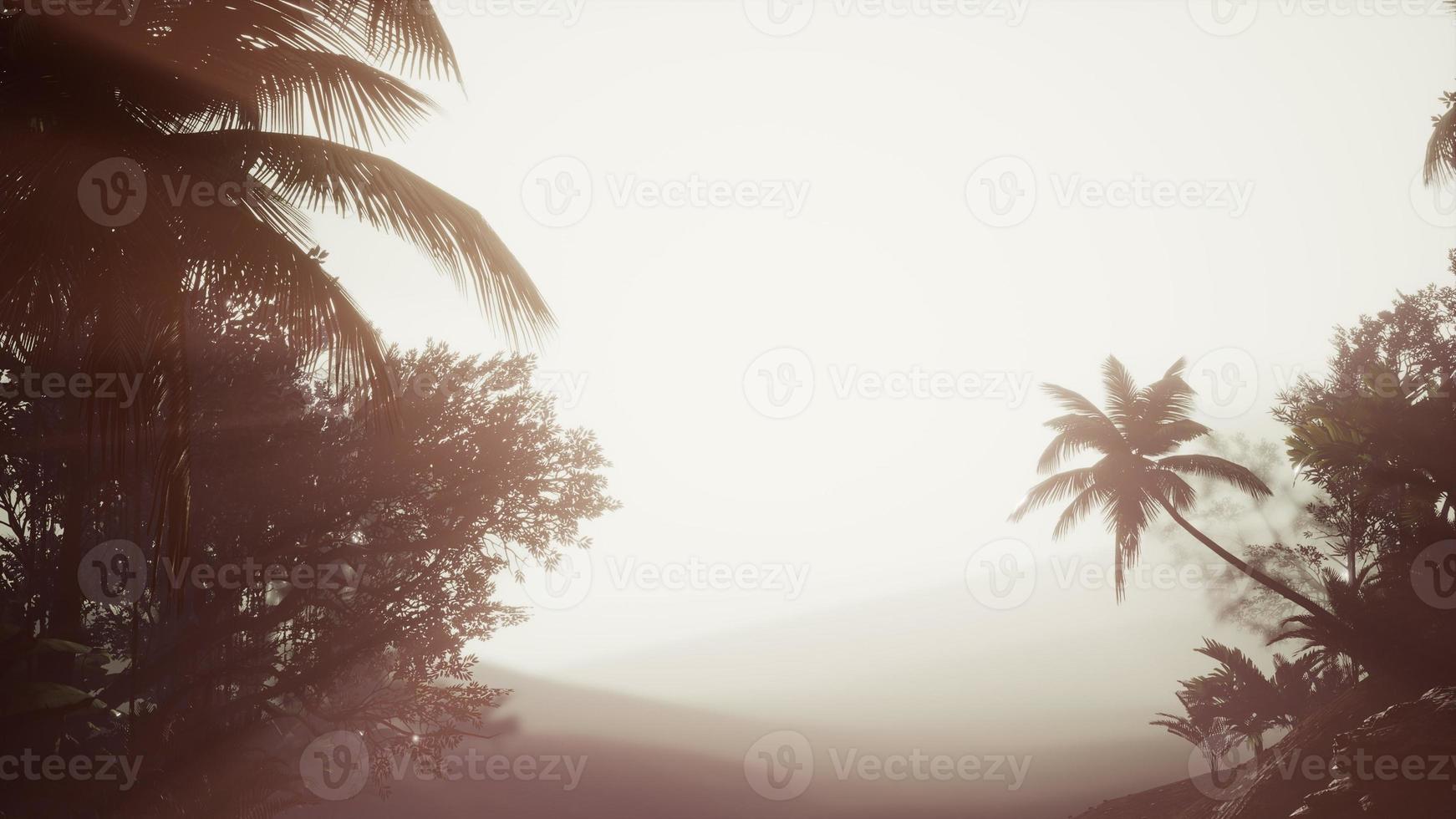 foresta pluviale tropicale di palme nella nebbia foto