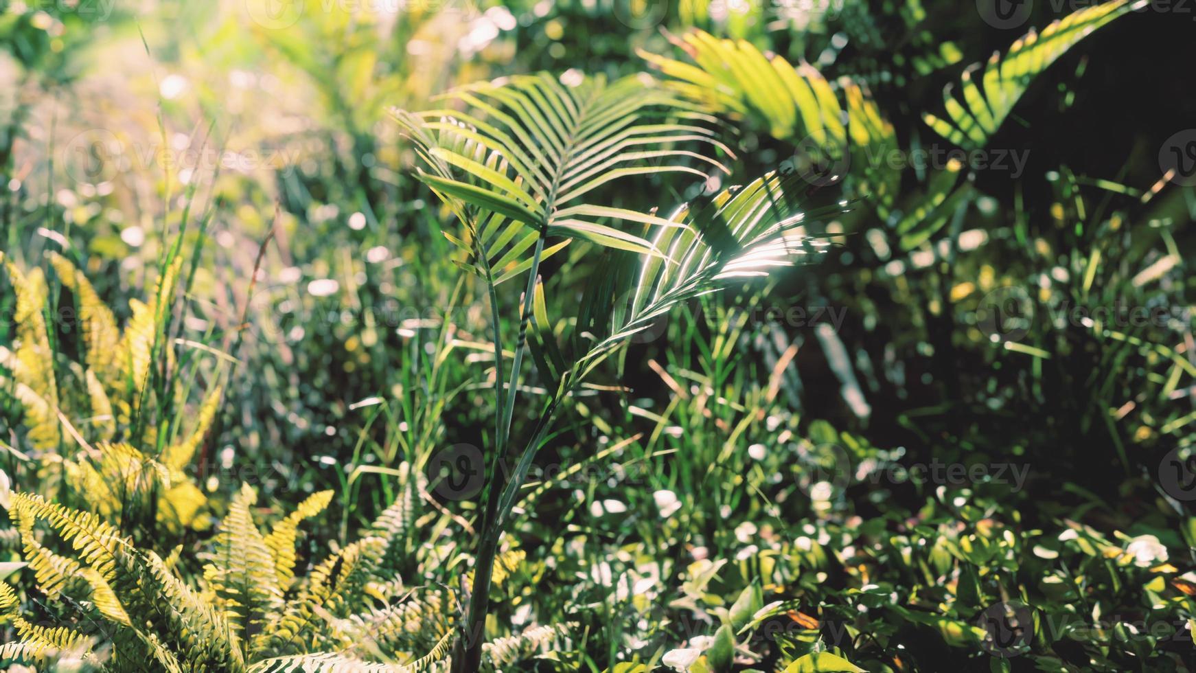 8k close up natura tropicale verde foglie ed erba foto