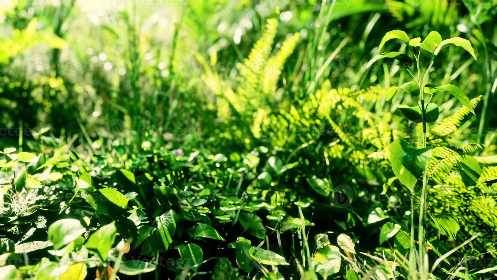 primo piano della punta di un tappeto di erba verde a foglia larga foto