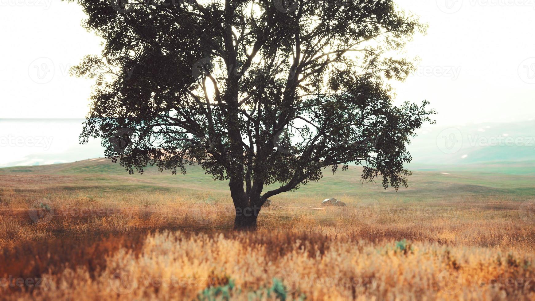 albero autunnale scuro e il campo di erba gialla foto