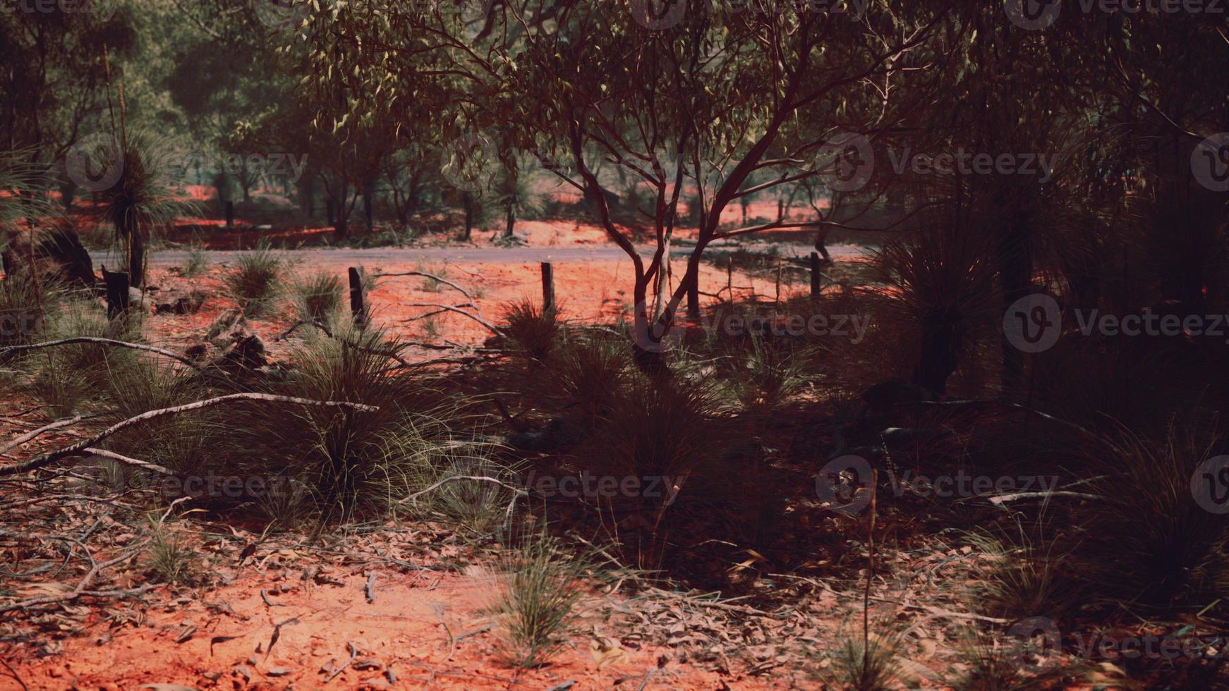 cespuglio di sabbia rossa con alberi foto