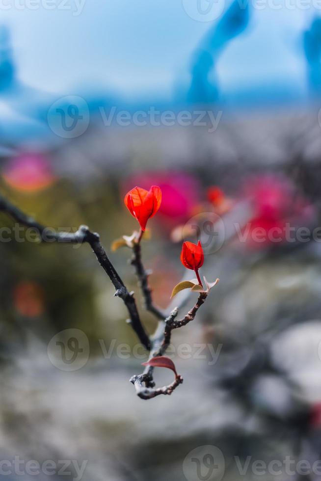 natura primaverile fiore giardino fiorito foto