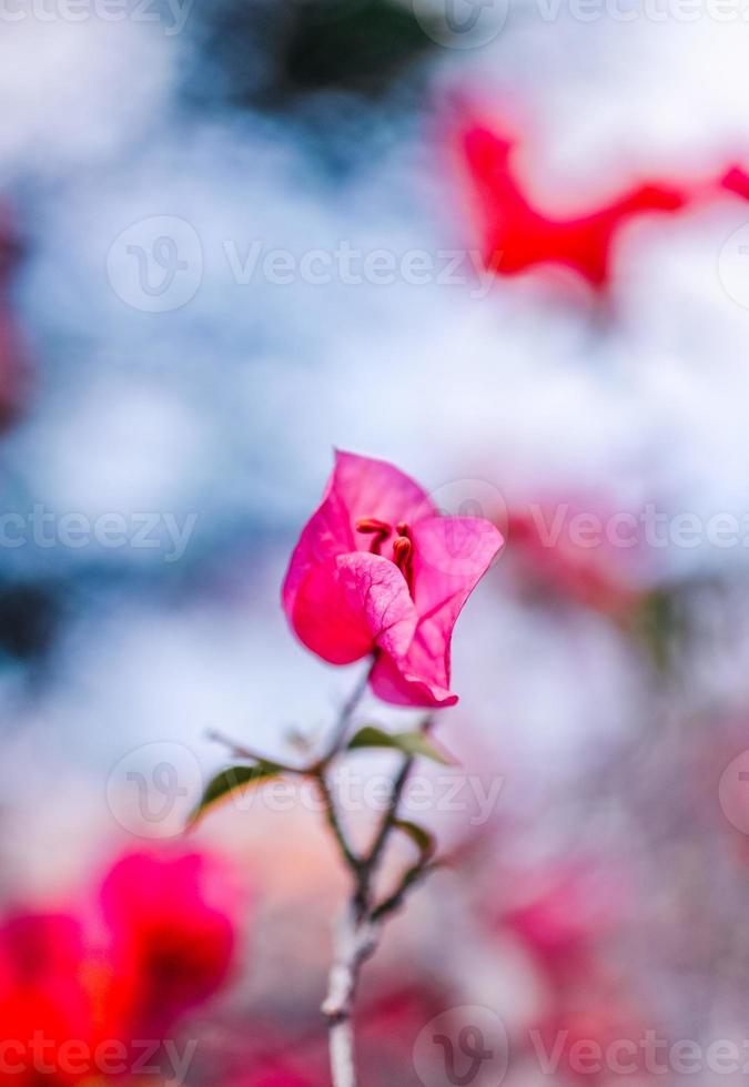 natura primaverile fiore giardino fiorito foto