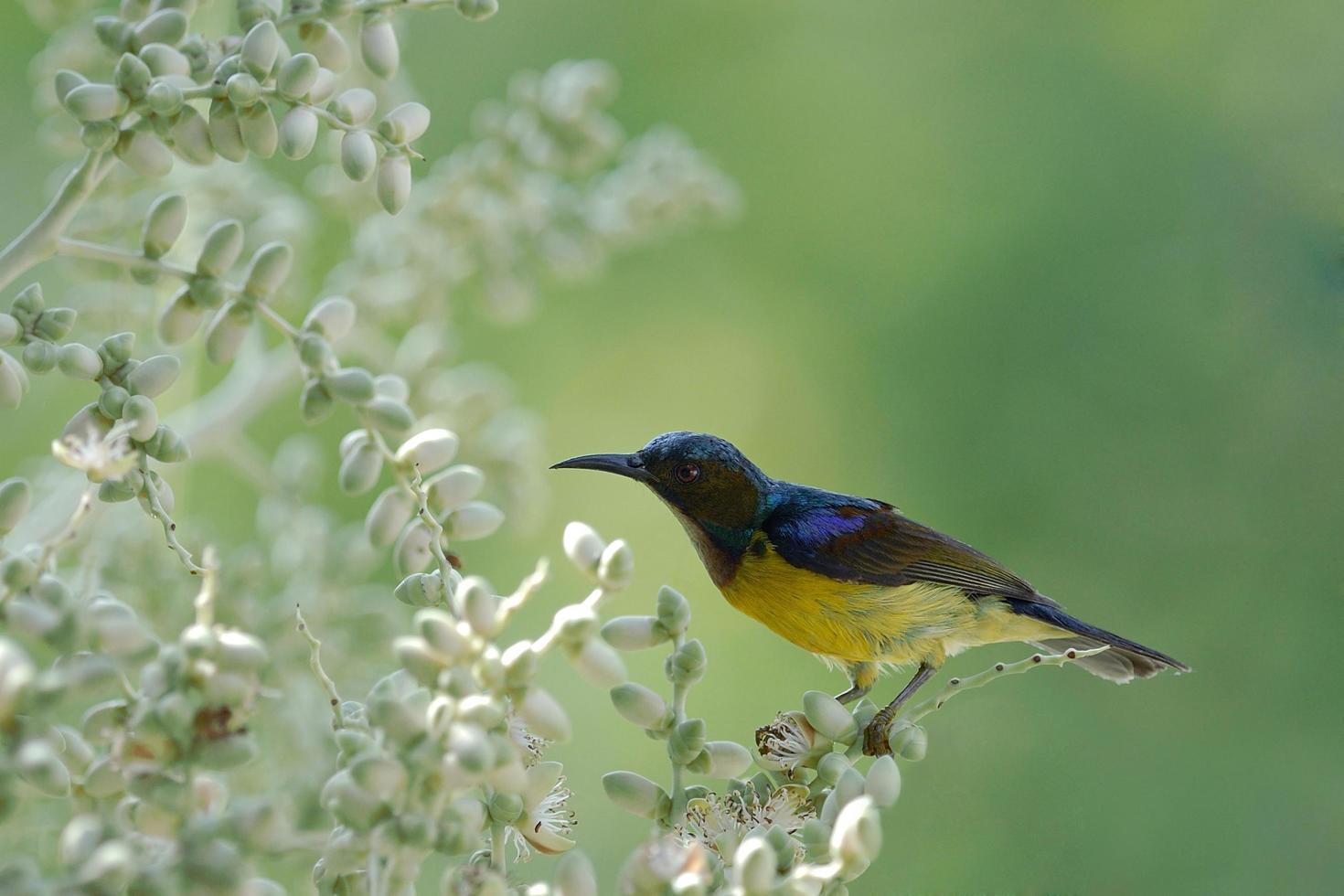 uccello sunbird dalla gola marrone che si appollaia sul palmyra palm foto