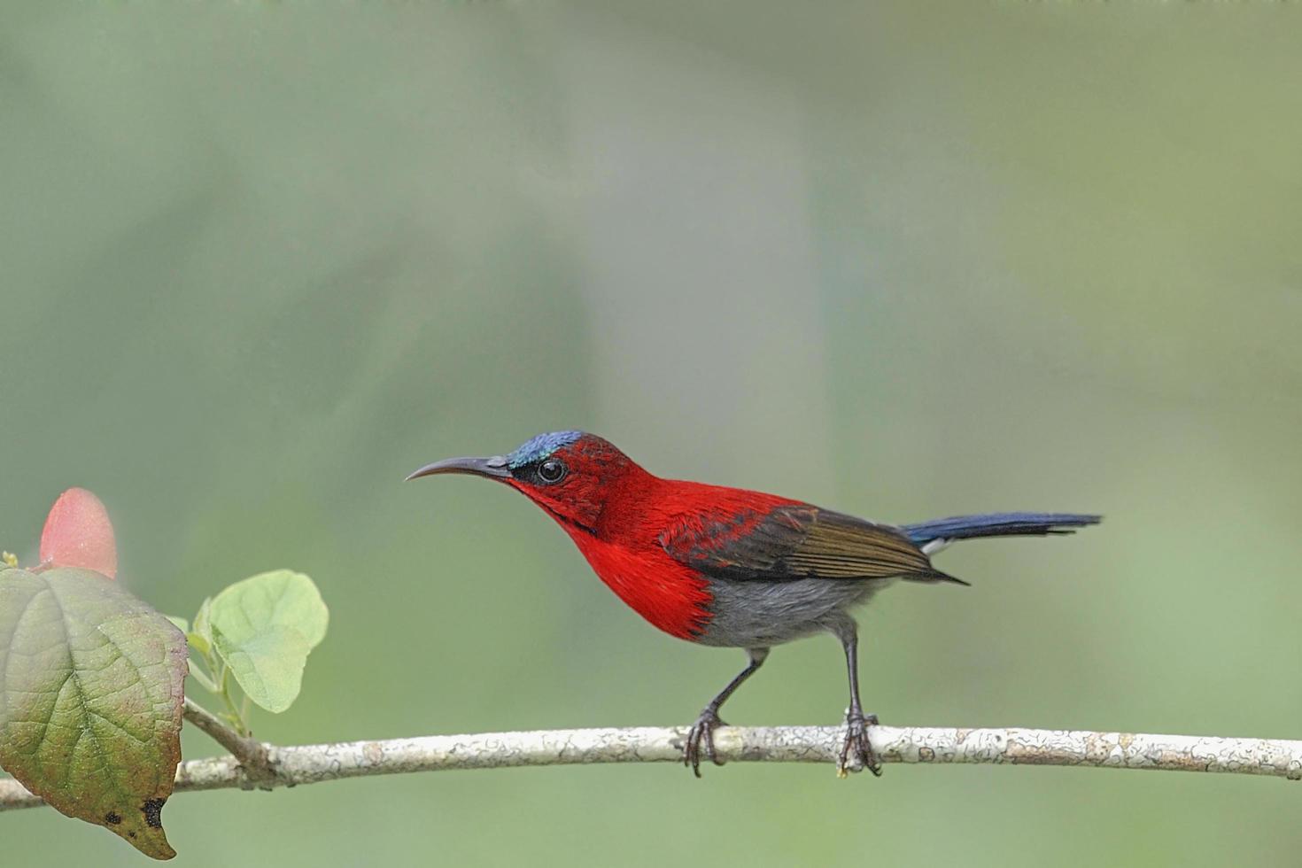 bellissimo sunbird cremisi che si appollaia sul ramo foto