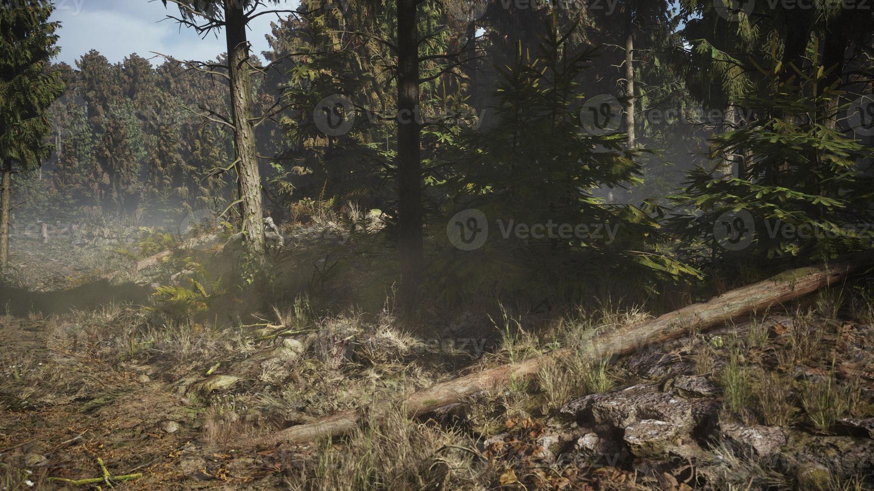 foresta di abeti rossi al giorno d'estate foto