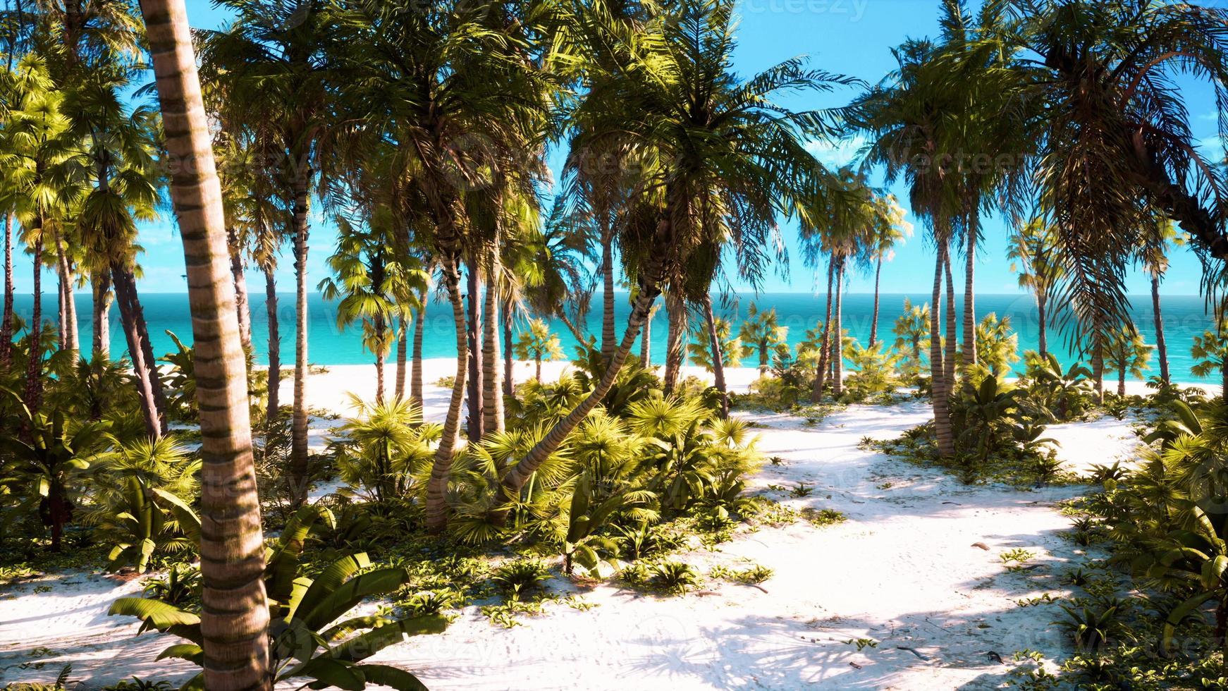 Palm Beach nell'isola paradisiaca tropicale foto