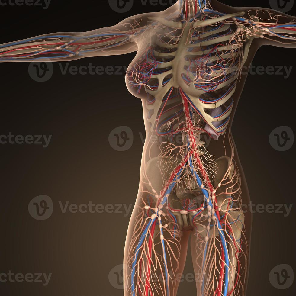 sistema cardiovascolare di circolazione umana con ossa in corpo trasparente foto