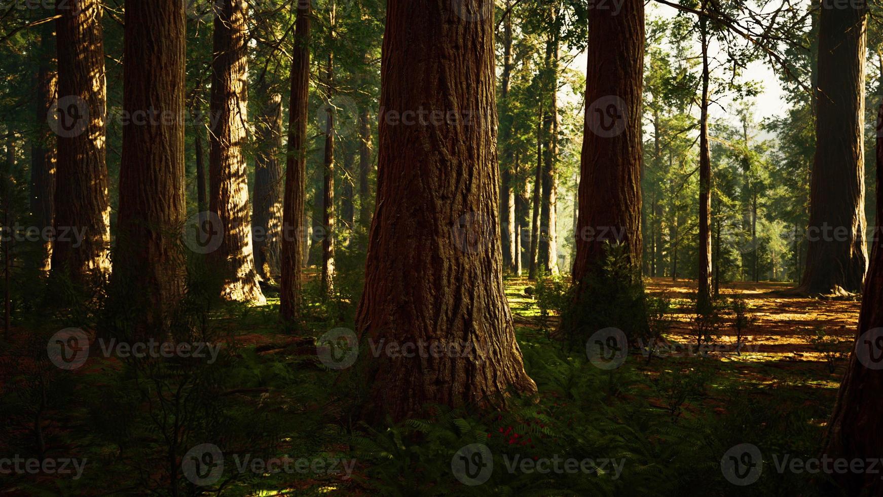 sequoie giganti nel boschetto gigante della foresta nel parco nazionale delle sequoie foto