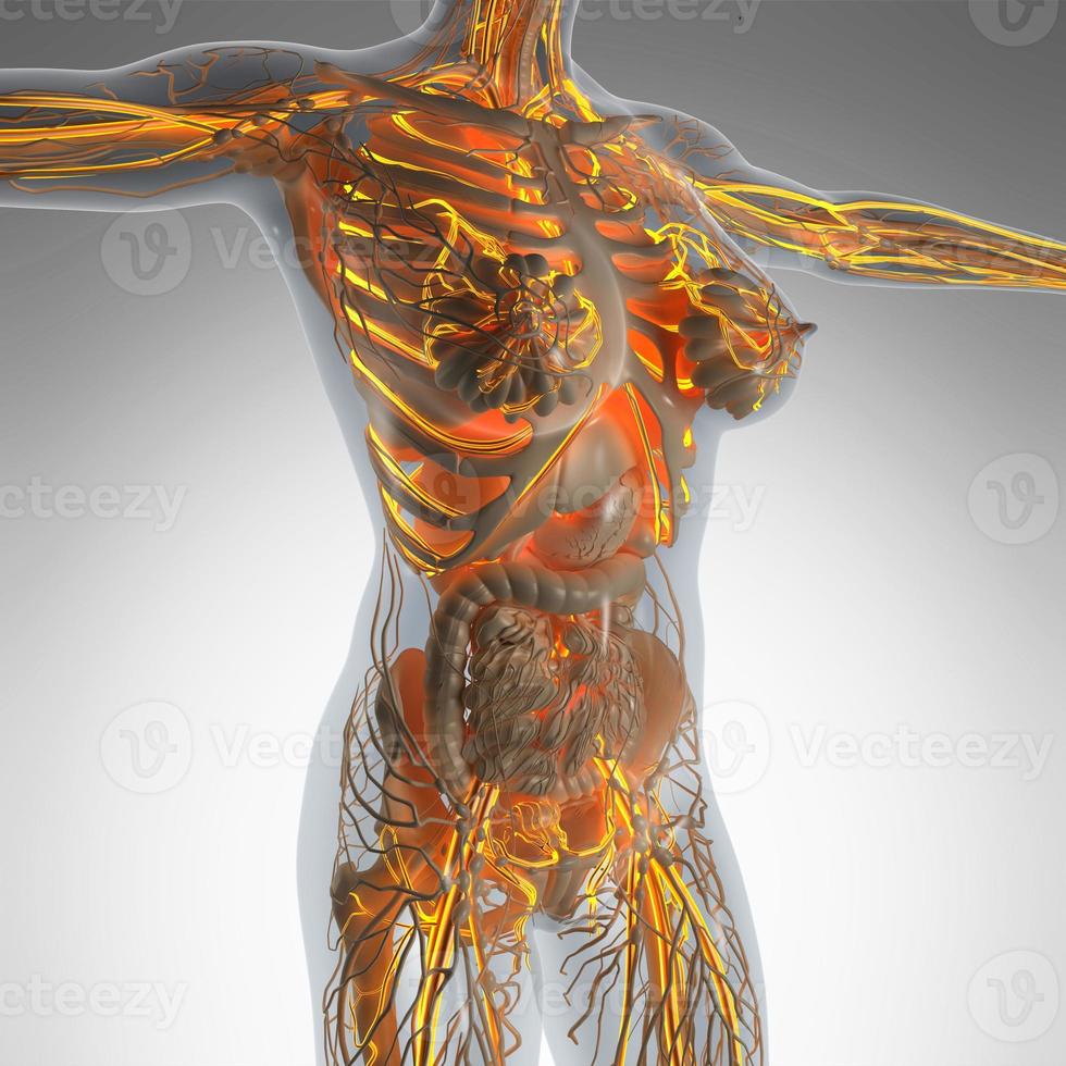 anatomia scientifica del corpo umano ai raggi X con vasi sanguigni luminosi foto