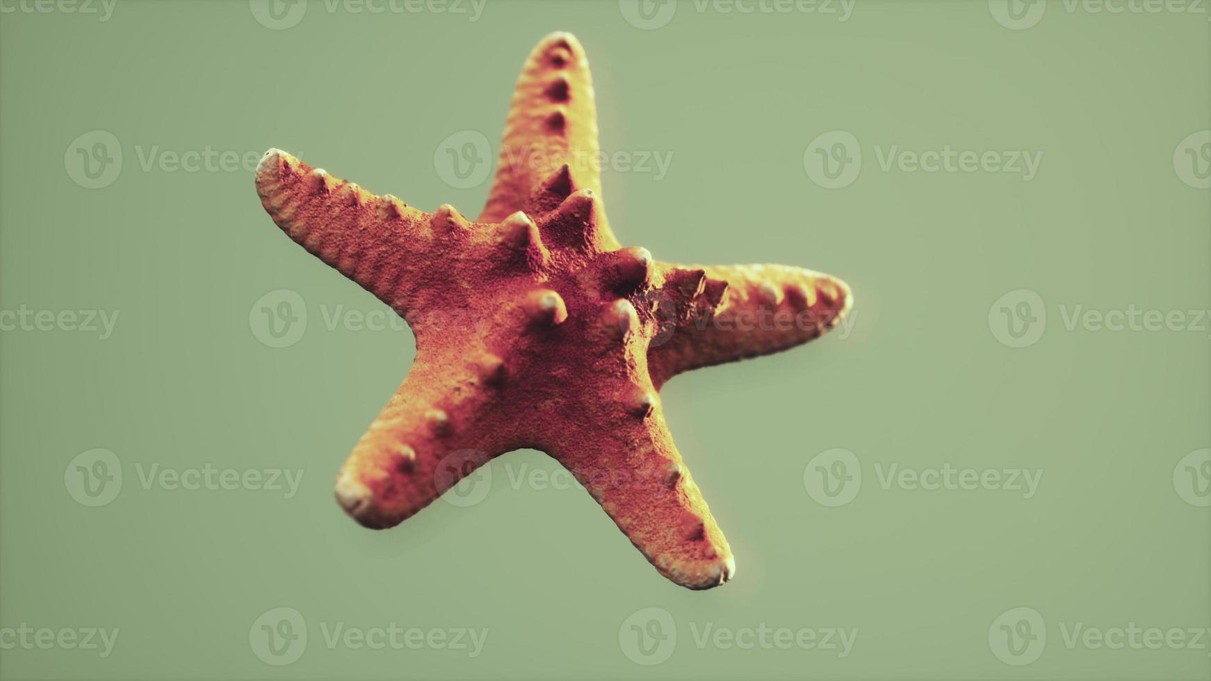 souvenir di stelle marine gialle morte e secche foto