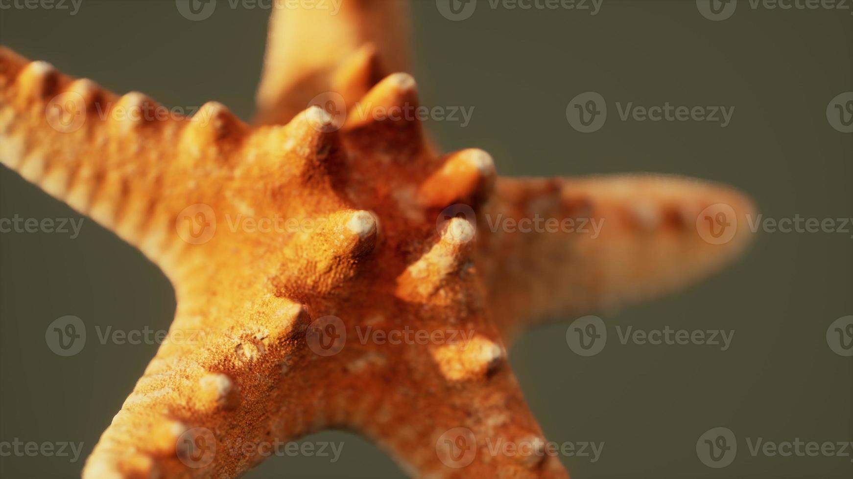 souvenir di stelle marine gialle morte e secche foto