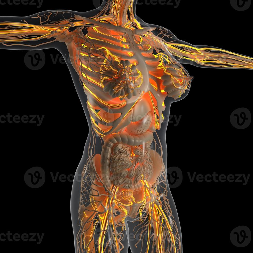 anatomia scientifica del corpo umano ai raggi X con vasi sanguigni luminosi foto