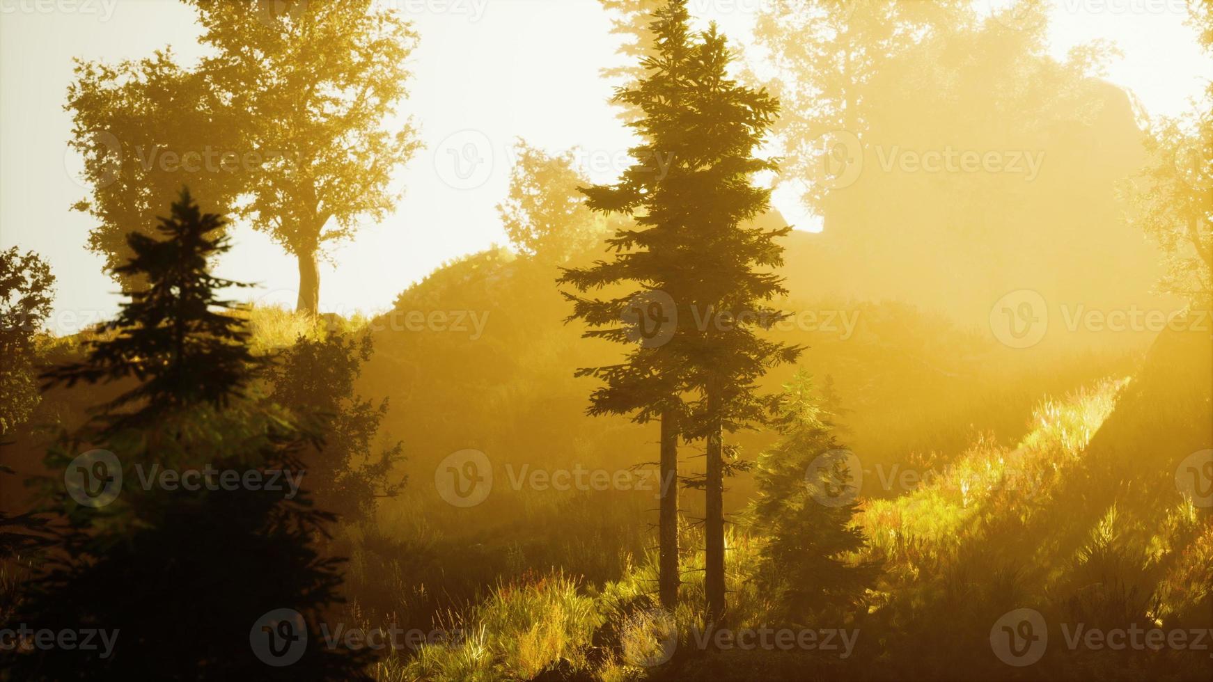 profondità della foresta di conifere con luce solare magica che passa tra gli alberi foto