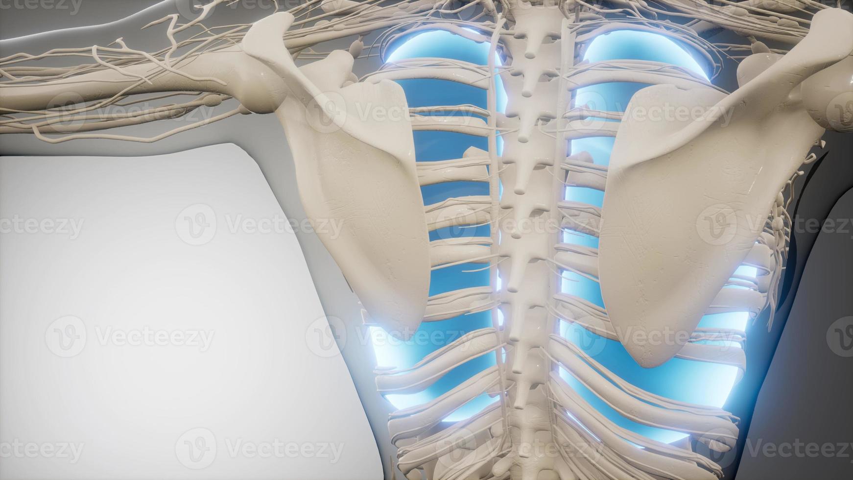 scansione di anatomia scientifica dei polmoni umani foto