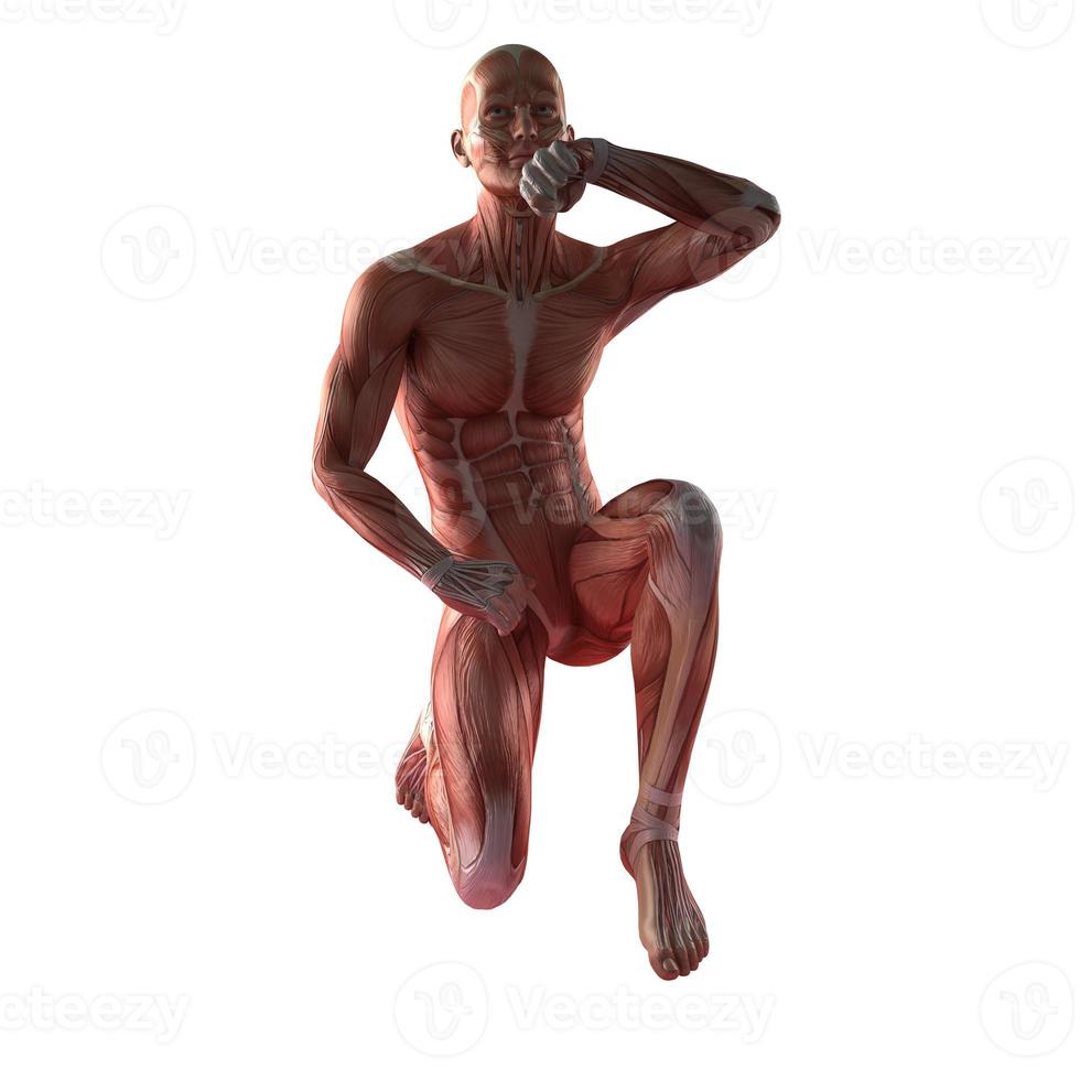anatomia del muscolo umano foto