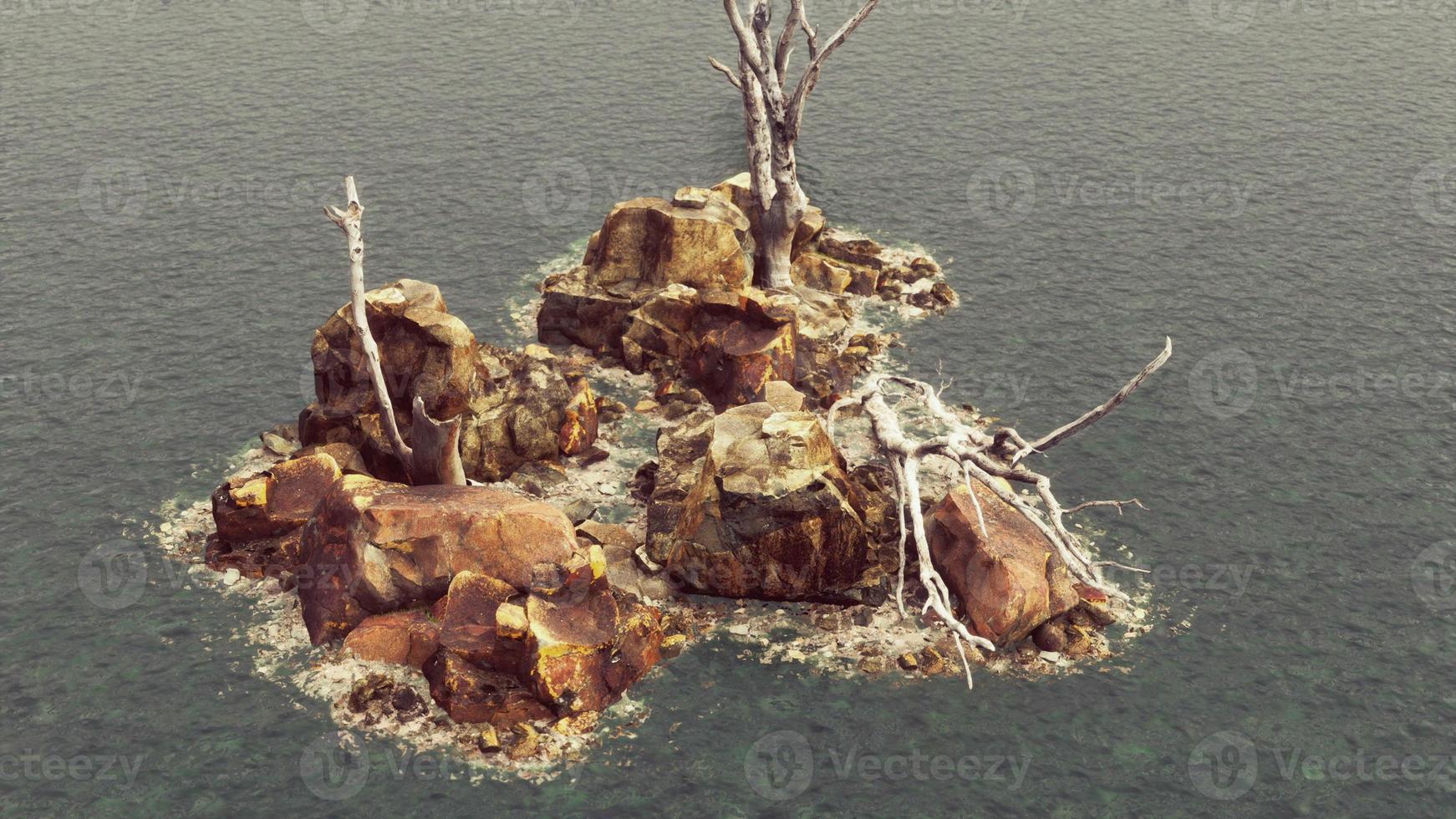 alberi morti sulle rocce dell'Oceano Pacifico nella nebbia foto