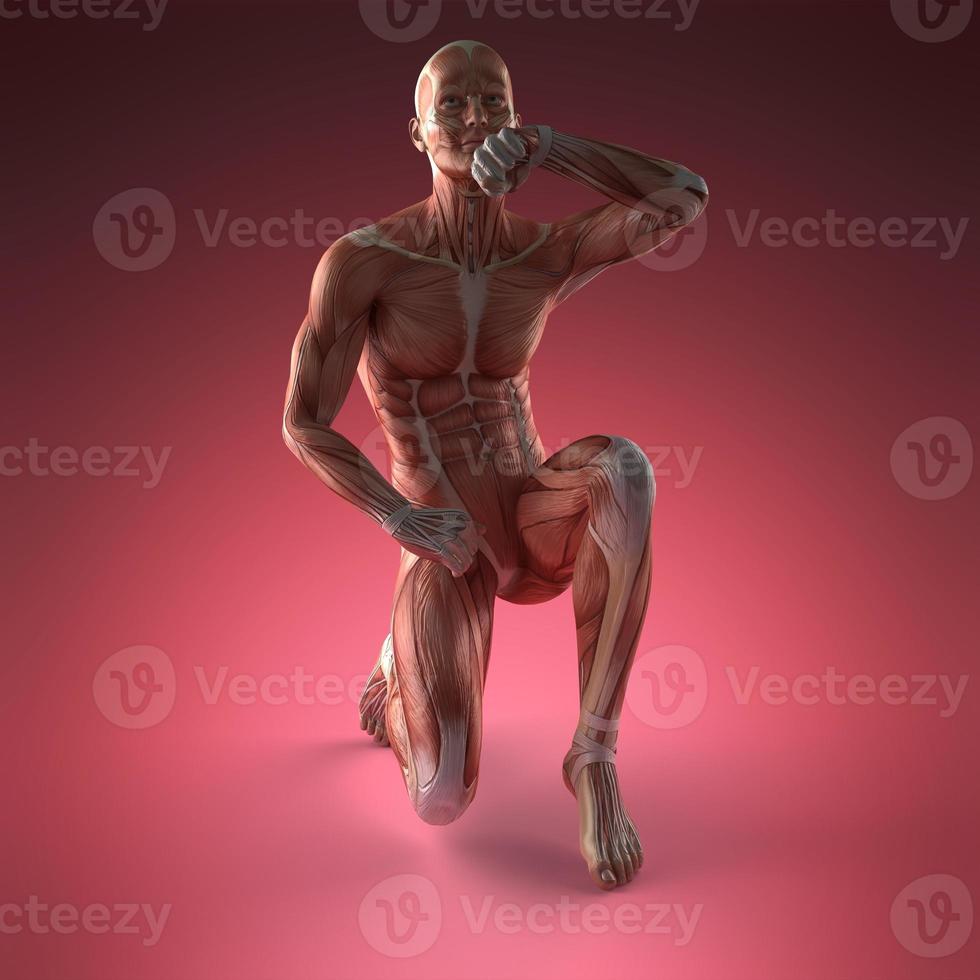 anatomia del muscolo umano foto